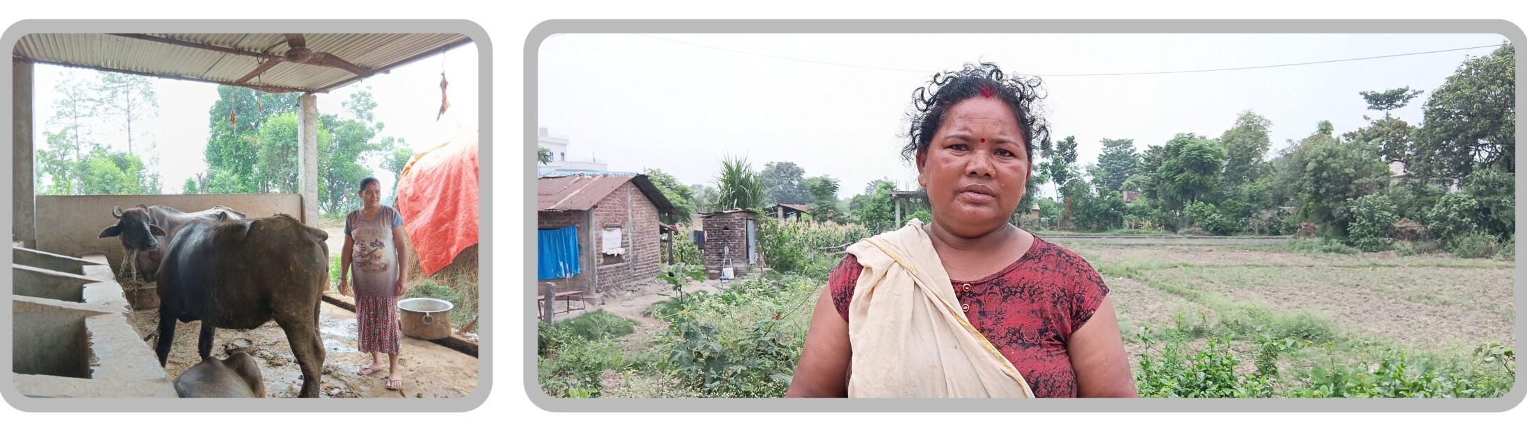 दूध उत्पादन बढाउन पाडी वितरण